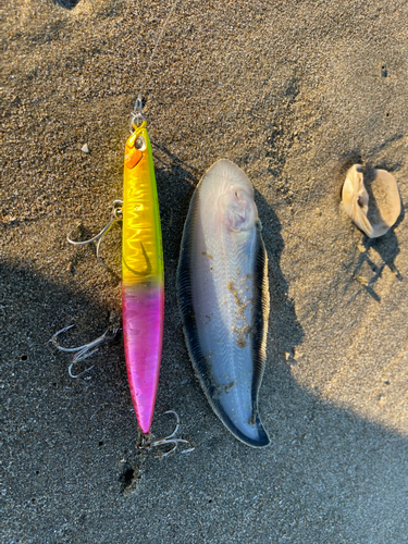 シタビラメの釣果