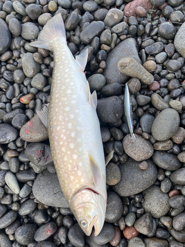 アメマスの釣果