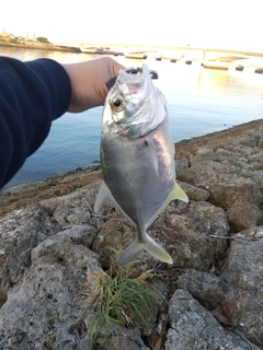 オニヒラアジの釣果