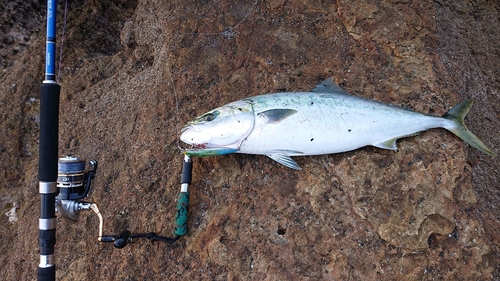 ブリの釣果