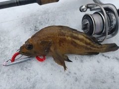 シマソイの釣果