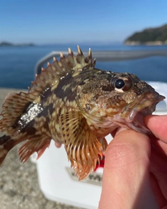 カサゴの釣果