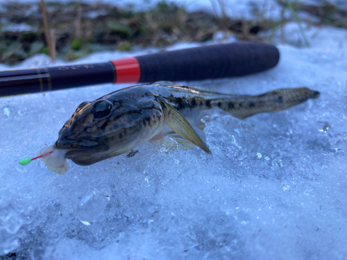 マハゼの釣果