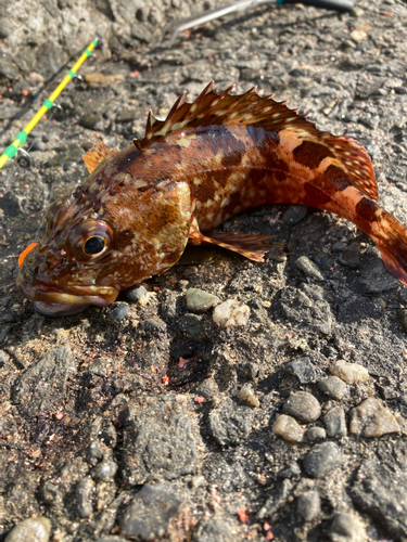 ガシラの釣果