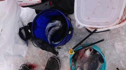 ホッケの釣果