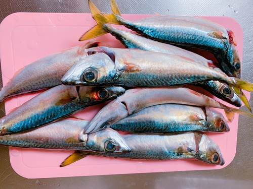 サバの釣果