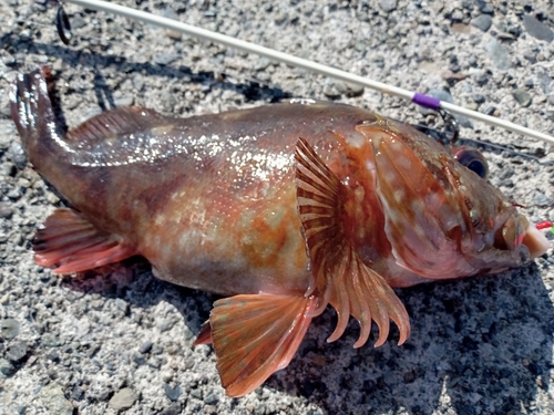 カサゴの釣果