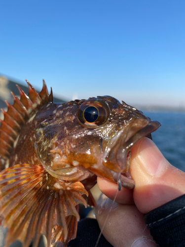 カサゴの釣果