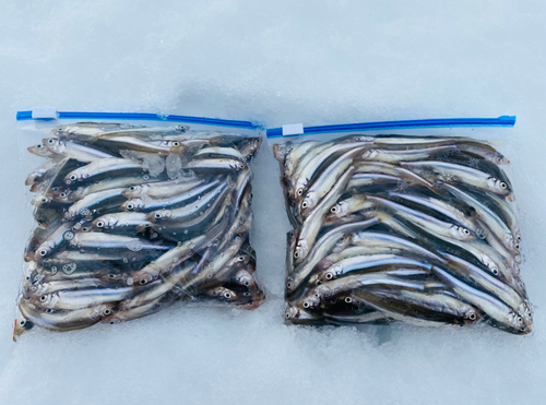 ワカサギの釣果