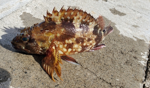 カサゴの釣果