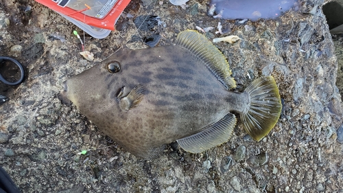 カワハギの釣果