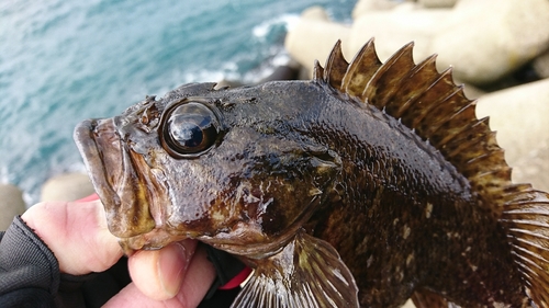 ソイの釣果