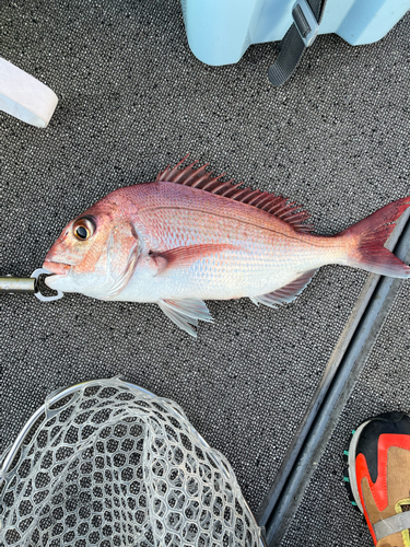 タイの釣果