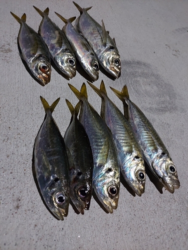 アジの釣果