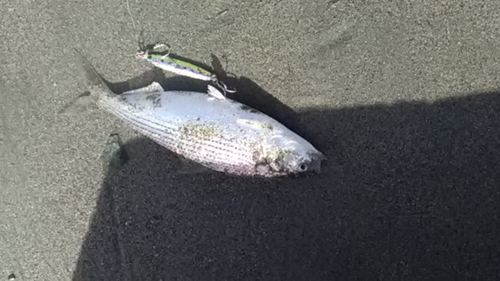 コノシロの釣果