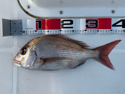 マダイの釣果