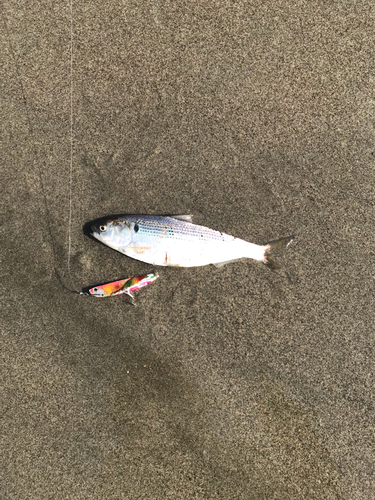 コノシロの釣果