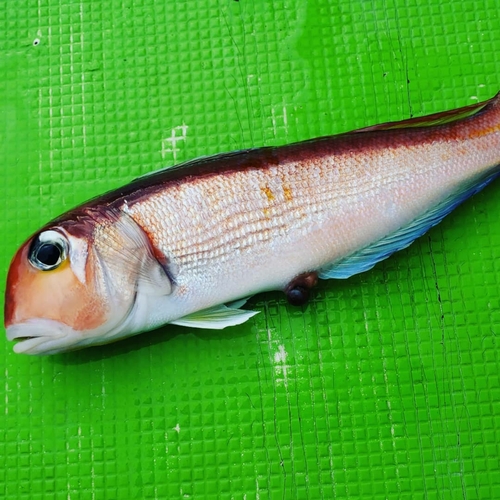 アマダイの釣果