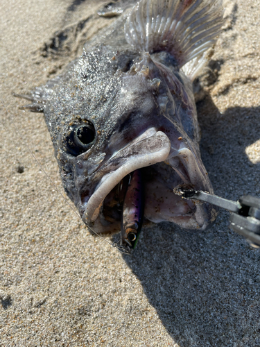 クロソイの釣果