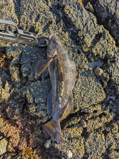 アイナメの釣果