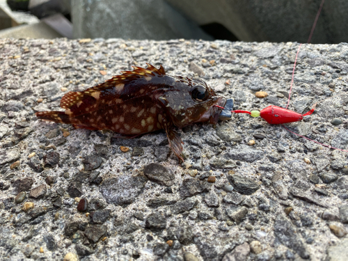 ガシラの釣果