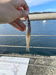 シロギスの釣果