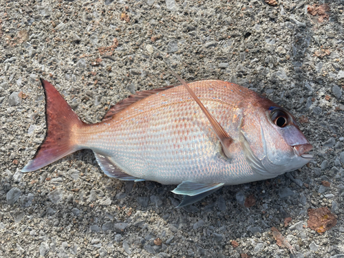 マダイの釣果