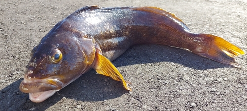 アイナメの釣果