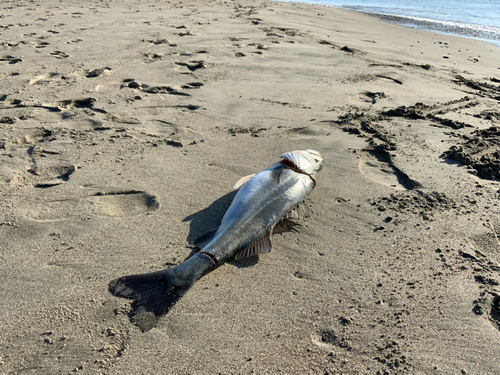 スズキの釣果