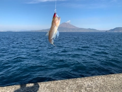 エソの釣果