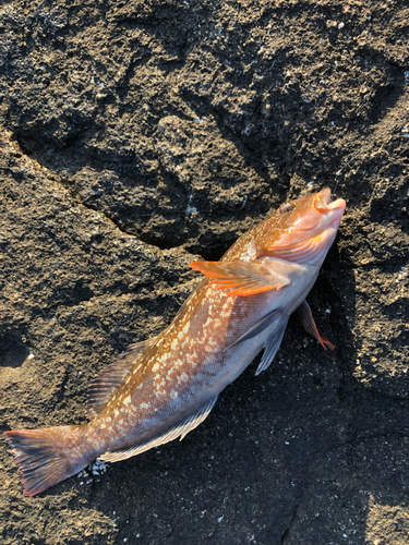 アイナメの釣果