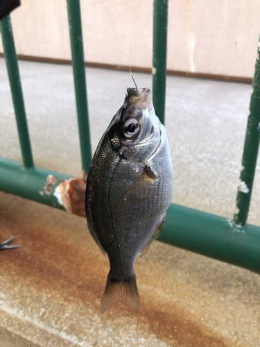 ウミタナゴの釣果