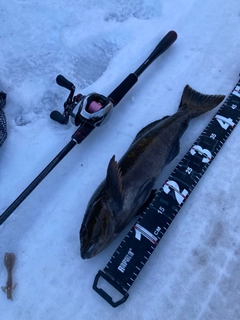 アイナメの釣果