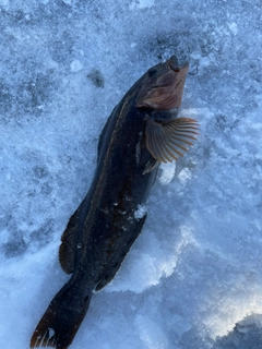 アイナメの釣果