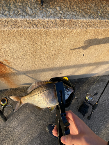 ウミタナゴの釣果