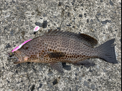 オオモンハタの釣果