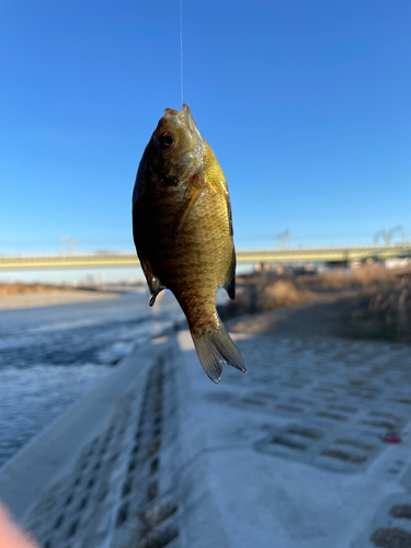 ブルーギルの釣果