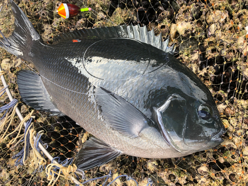 メジナの釣果