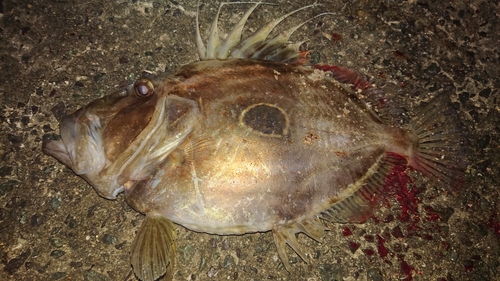 マトウダイの釣果