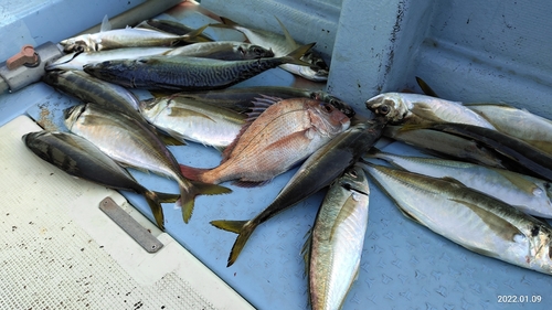 アジの釣果