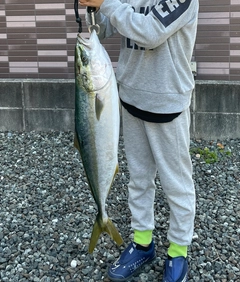 ワラサの釣果