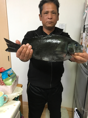 クチブトグレの釣果