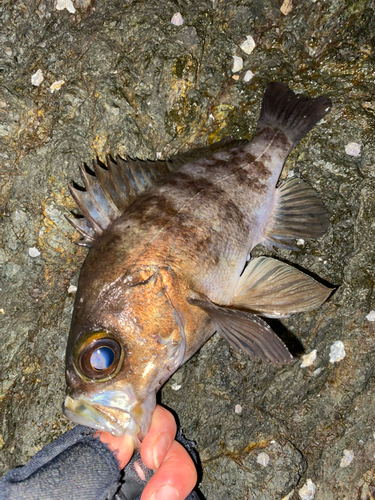 メバルの釣果