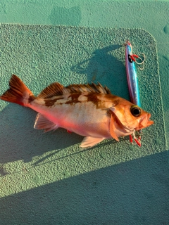 オキメバルの釣果