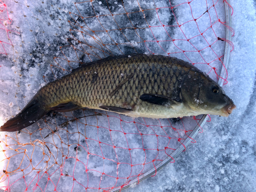 コイの釣果