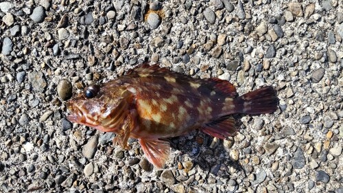 カサゴの釣果