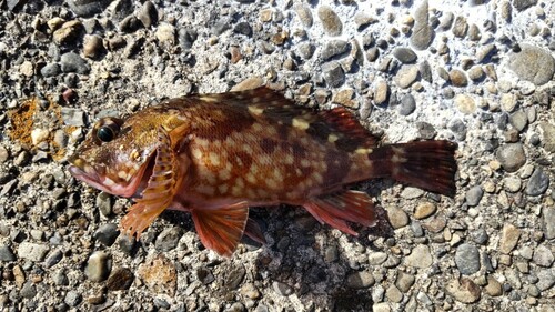 カサゴの釣果