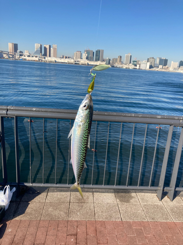 サバの釣果