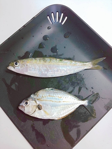 釣果