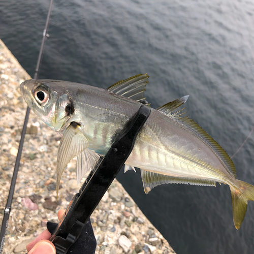 マアジの釣果